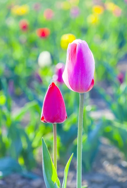 Dva tulipány v harmonii, symbolizující lásku — Stock fotografie