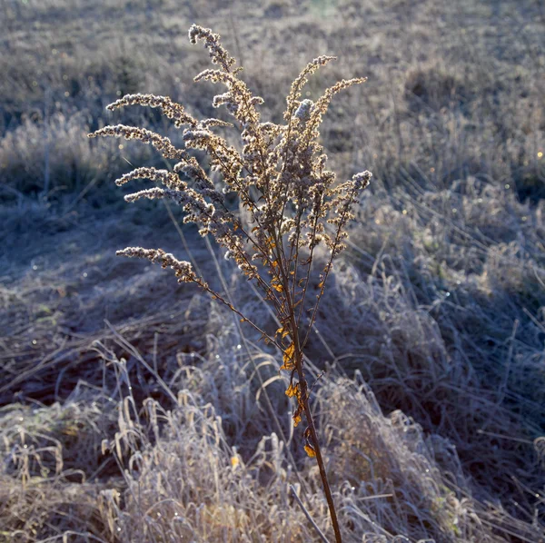 Frozen plants in meadow in wintertime — Stock Photo, Image