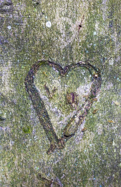 Corazón tallado en árbol — Foto de Stock