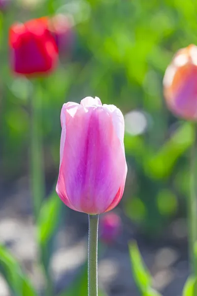 Весеннее поле с цветущим фиолетовым тюльпаном — стоковое фото