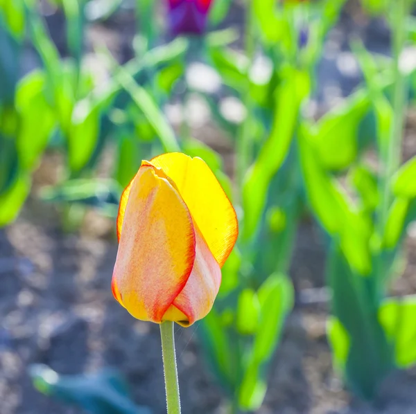 Весеннее поле с цветущим желтым тюльпаном — стоковое фото