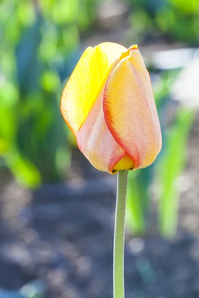 Champ de printemps avec tulipe jaune en fleurs — Photo