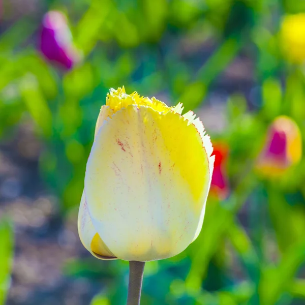 Gele tulp in bloei — Stockfoto