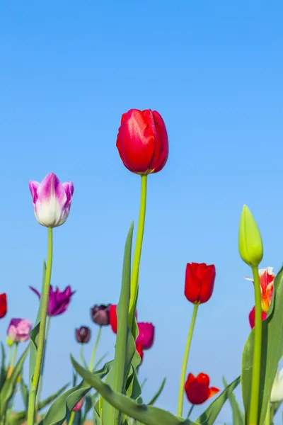 Tulipanes de colores florecientes — Foto de Stock