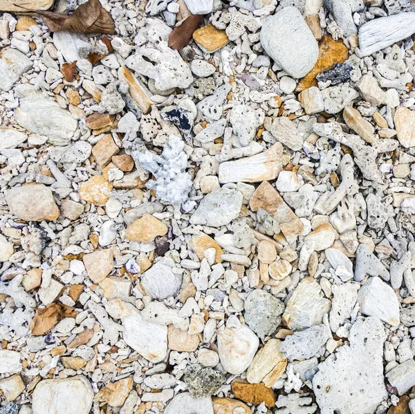 Detalle de conchas en la playa — Foto de Stock