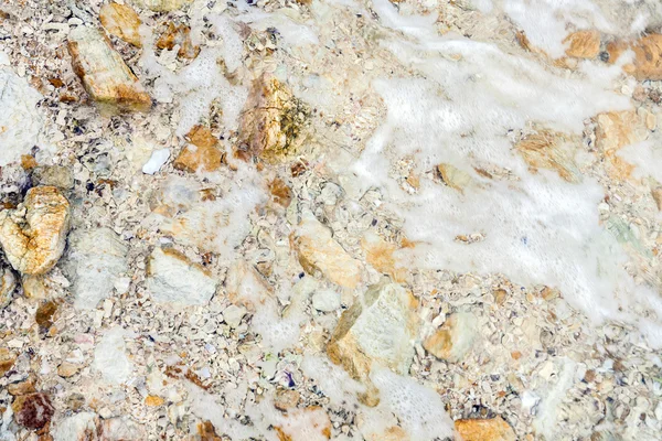 Detalle de conchas en la playa — Foto de Stock