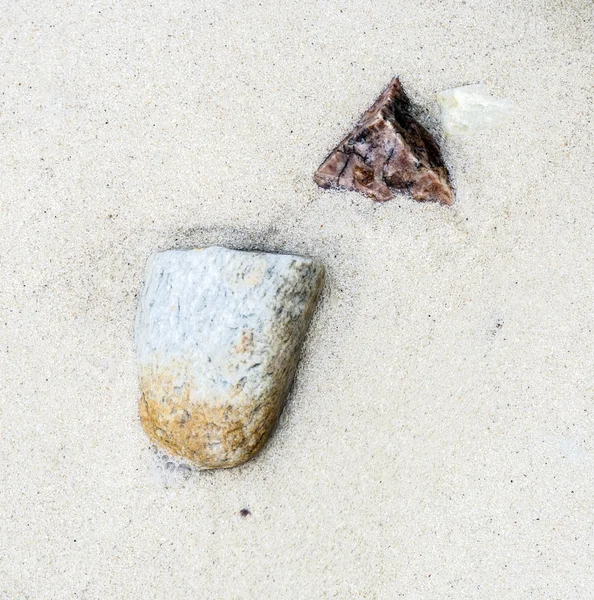 Détail des coquillages à la plage — Photo