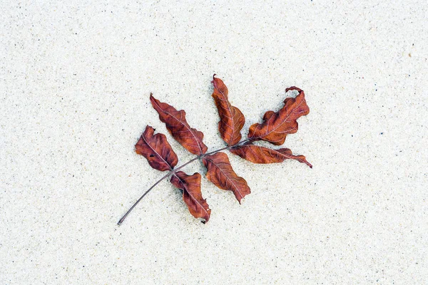 Деталь листя на пляжі — стокове фото