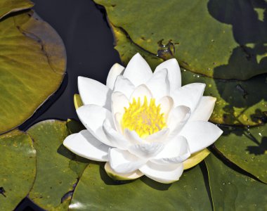 Beyaz lotus Nilüfer Göle