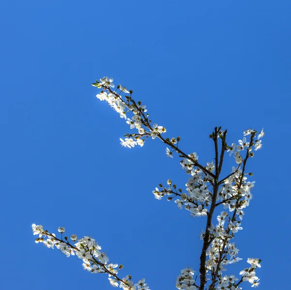 Schöne Blüte — Stockfoto