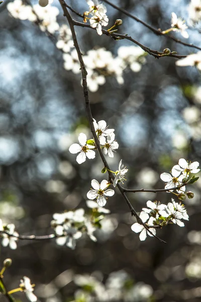 Beautiful blossom — Stock Photo, Image