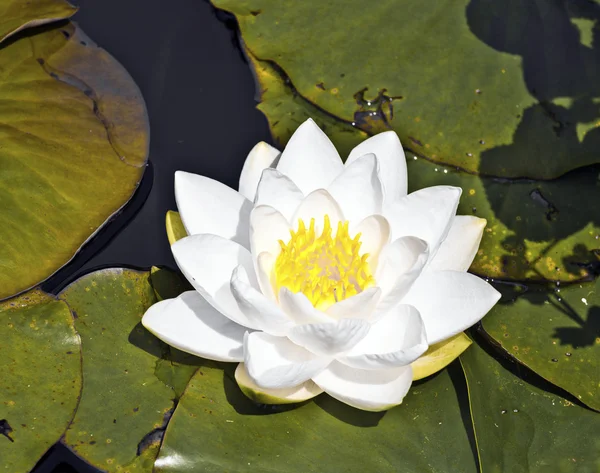 White lotus water lily in lake — Stock Photo, Image