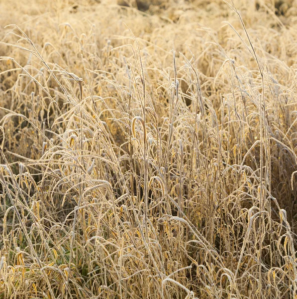 Ijzige blad van plant op het gebied — Stockfoto