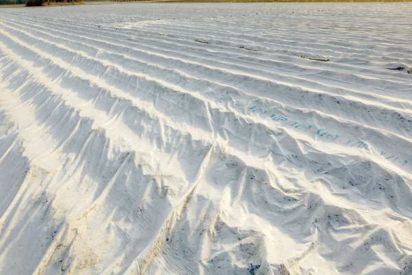 Campos están cubiertos con papel de aluminio para proteger las plantas de las heladas —  Fotos de Stock