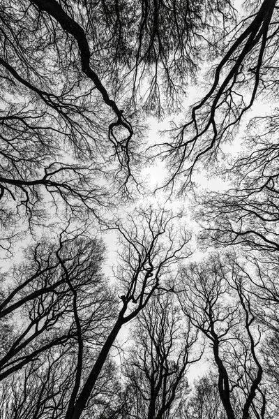 Corona de árboles en primavera sin hojas en el bosque — Foto de Stock