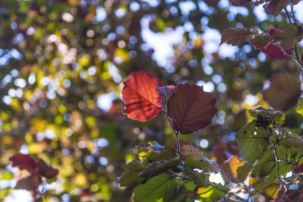 Hazelnut leaf in bright colors — Stock Photo, Image