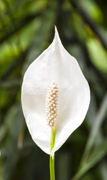 Lirio blanco — Foto de Stock