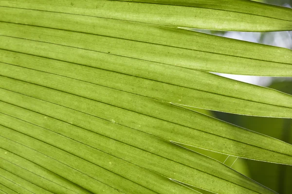 Palm leaves texture in tropical garden — Stock Photo, Image