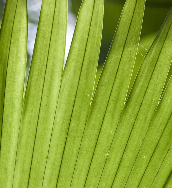 Hojas de palma textura en jardín tropical — Foto de Stock