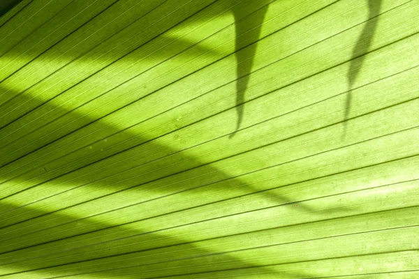 Palm leaves texture in tropical garden — Stock Photo, Image