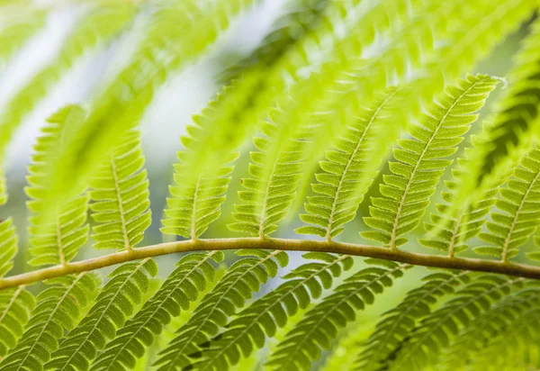 Hojas de helecho verde i — Foto de Stock