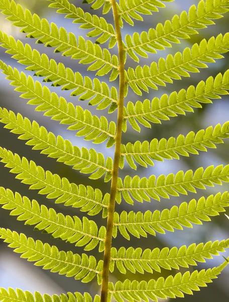 Green fern leaves i — Stock Photo, Image