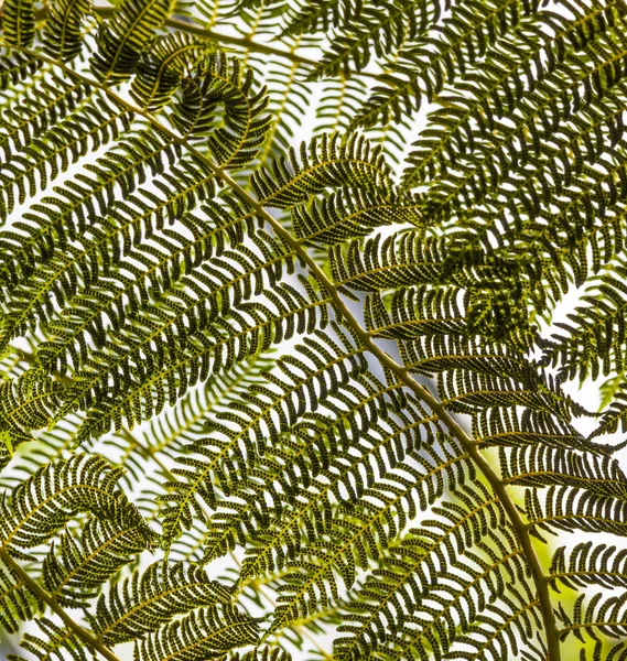 Bright fern leaves in tropical garden — Stock Photo, Image