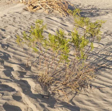 insanlar olmadan Ölüm Vadisi'nde çöl manzarası