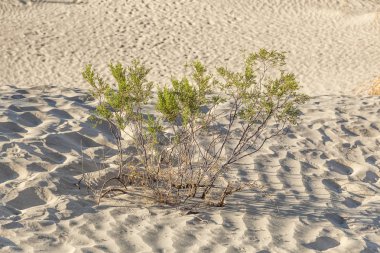 insanlar olmadan Ölüm Vadisi'nde çöl manzarası