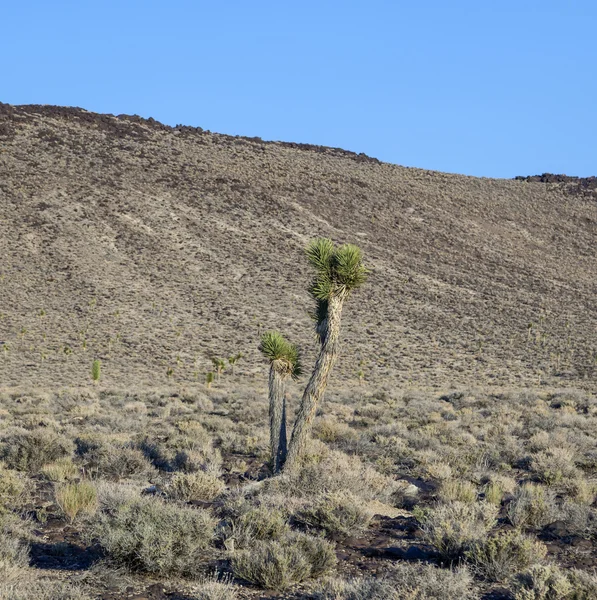 Mooie yucca planten in zonsondergang woestijn gebied ik — Stockfoto