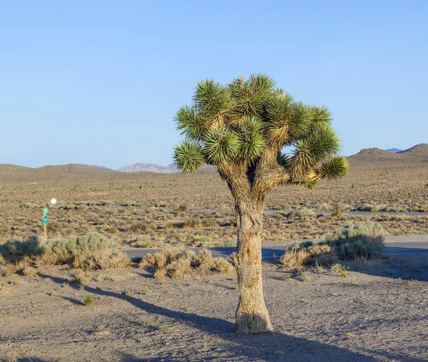 Belles plantes de yucca au coucher du soleil dans la zone désertique i — Photo