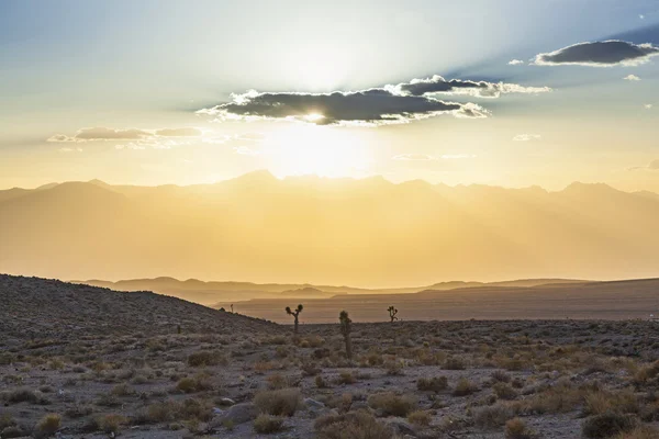 Belas plantas de iúca ao pôr do sol na área do deserto — Fotografia de Stock
