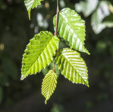 Kumsal plaj yatak ve şemsiye ile sabah