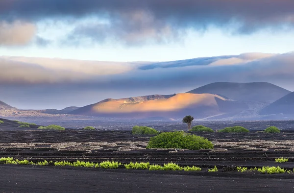 Volcans éteints dans le parc national de Timanfaya — Photo