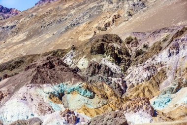 çayır otlayan inekler