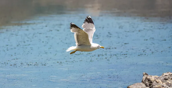 California sirály repül át a gyönyörű Mono-tó — Stock Fotó