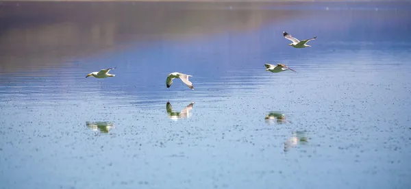 Californië meeuw vliegen over de prachtige mono lake — Stockfoto
