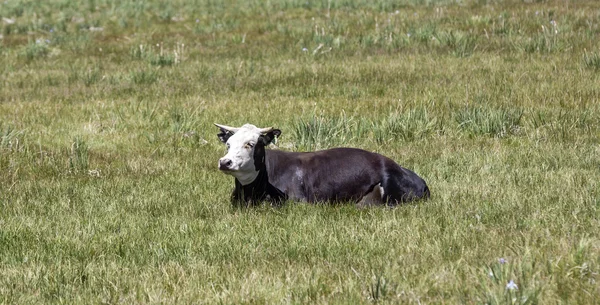 Krávy pasoucí se na louce — Stock fotografie