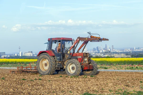 Фермер пашет на тюльпановом поле — стоковое фото