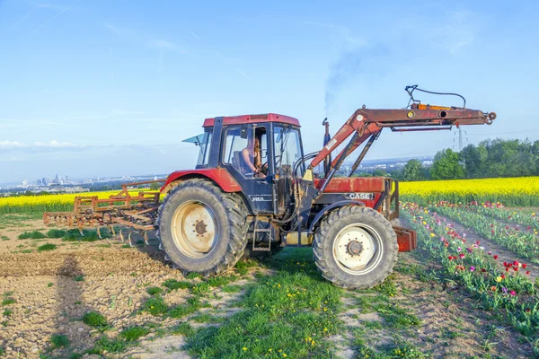 Agricoltore aratura il campo di tulipani — Foto Stock