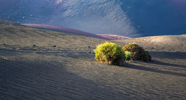 Rayon de soleil sur un buisson dans une zone volcanique — Photo