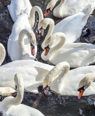 Alster nehirde Kuğu  