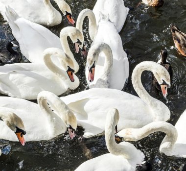 Alster nehirde Kuğu  