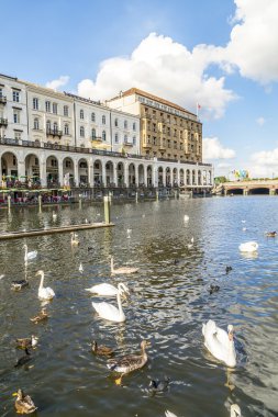 Hamburg alster adlı kuğu sürüsü