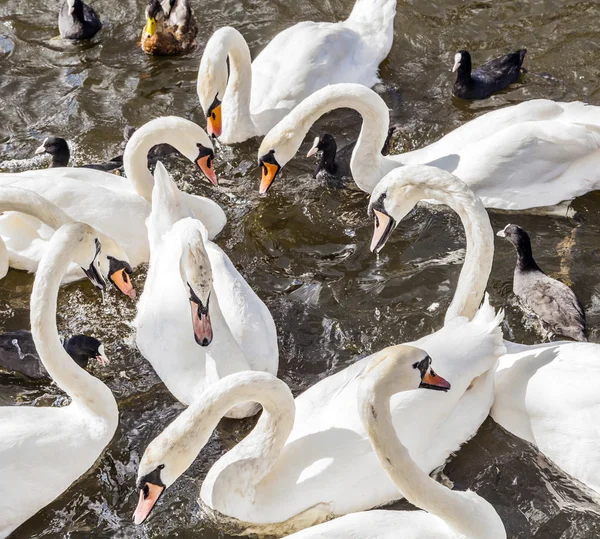 Cisne no rio Alster — Fotografia de Stock