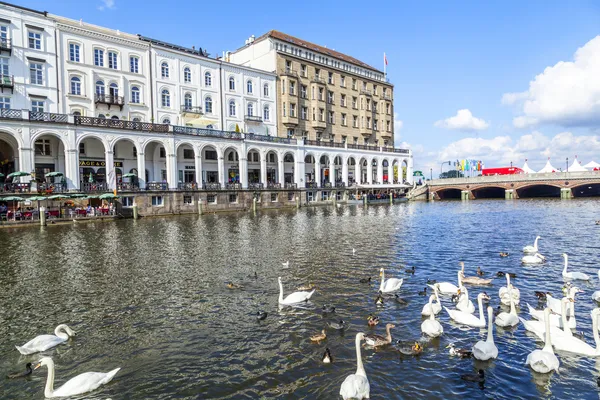 Swan in Alster river with facade of old building — Stock Photo, Image