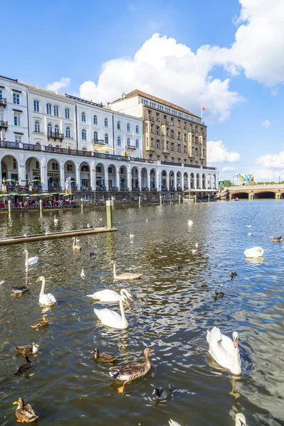 Swan in Alster river with facade of old building — Stock Photo, Image