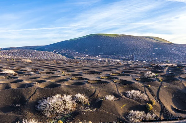 Landscape La Geria in Lanzarote, a Wine area on volcanic ashh — Stock Photo, Image