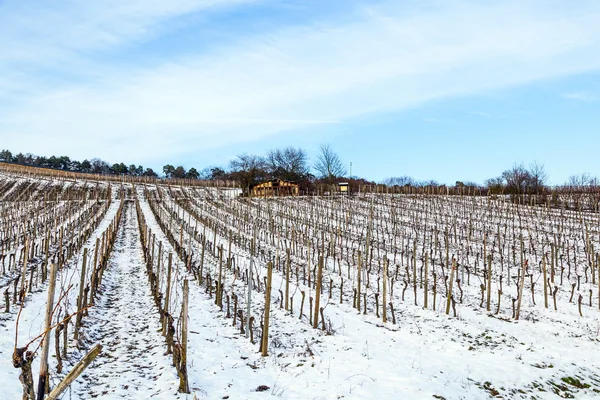 Vacker vingård på vintern — Stockfoto
