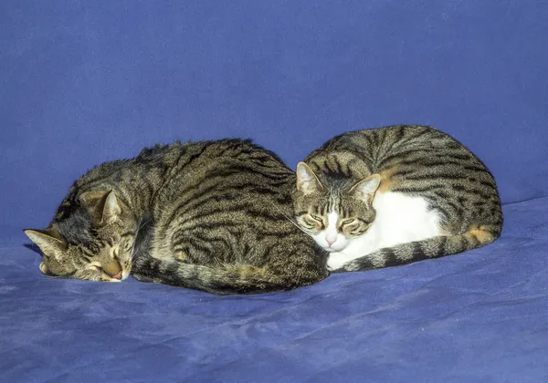 Dvě kočky spí na pohovce — Stock fotografie